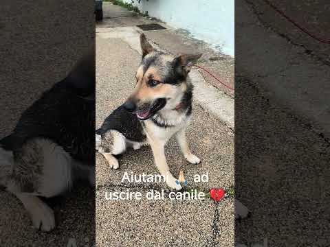 Regalo  Cucciolone cerca casa sceglimi portami a casa con te