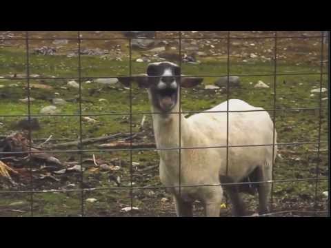 Stupid Hoe - (Goat Edition) Nicki Minaj