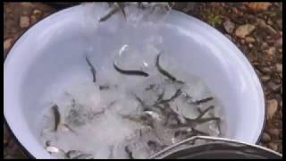 Выпуск более 200 000 мальков байкальского омуля