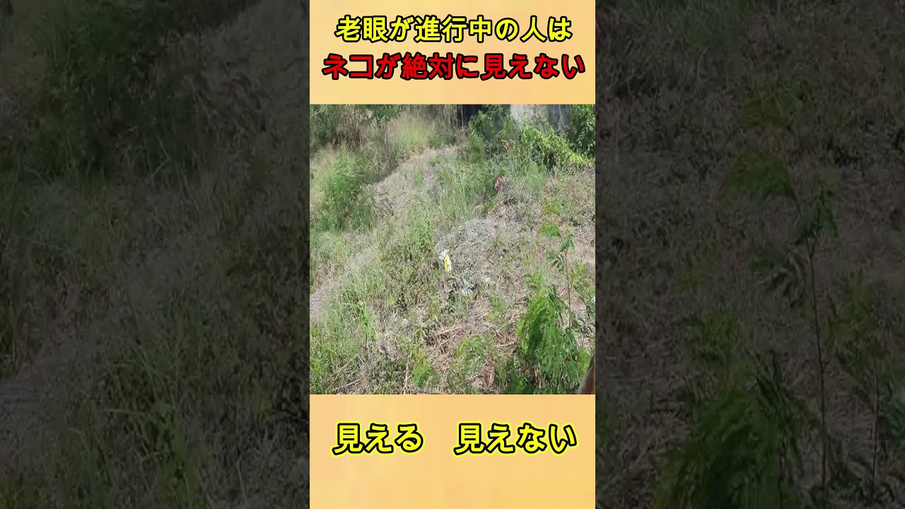老眼が進行中の人はネコが絶対に見えない
