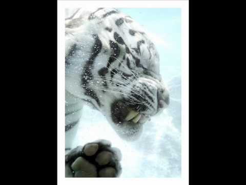 frenchman and hifi banda - bedzie lepiej