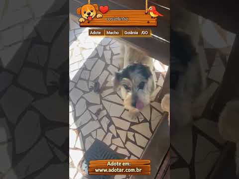 Vídeo de costelinha 
