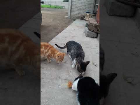 Gatos graciosos