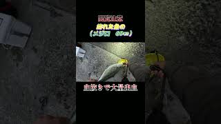 【閲覧注意】魚（メジロ　69センチ）の血抜きで大量出血！#shorts #釣り #ショアジギング