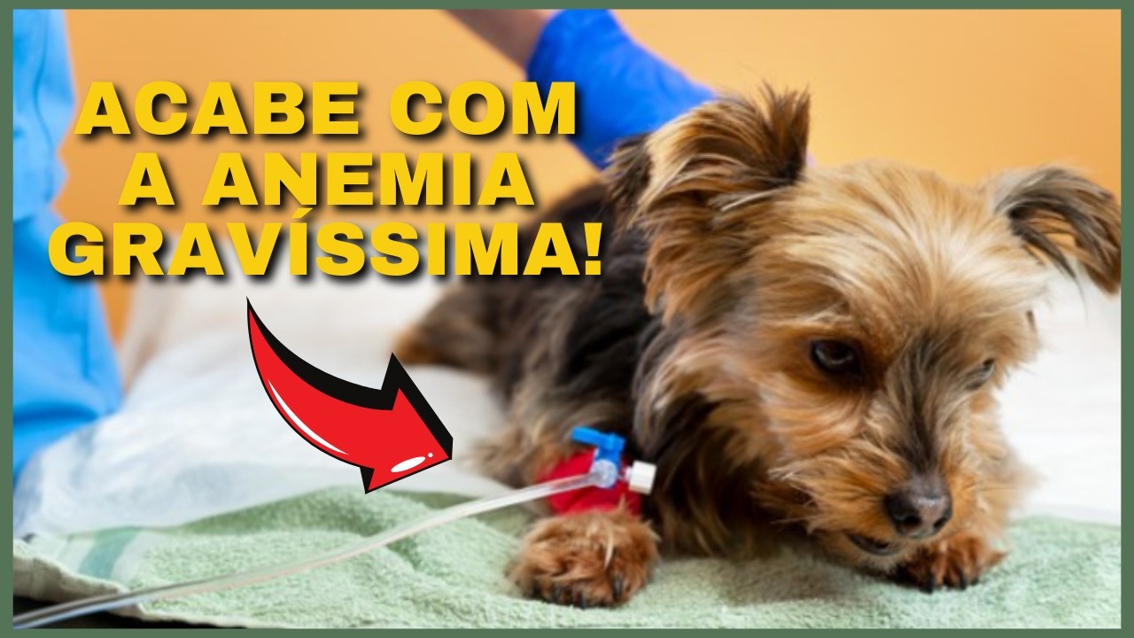 HOMEMADE FOODS AGAINST ANEMIA. FORTIFY THE SICK ANIMAL! Anemia in Dogs. Anemia in Cats.