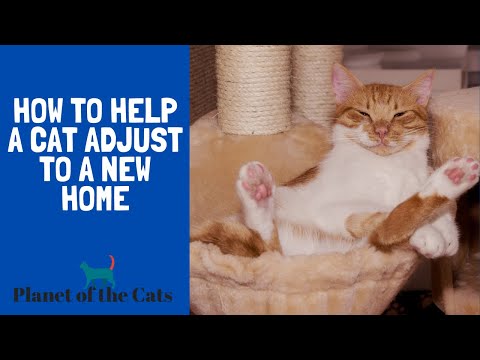 HOW TO HELP A CAT ADJUST TO A NEW HOME?
