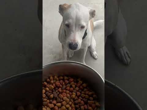 Is Nutrish Dog Food Good? Rachael Ray Real Chicken & Veggies 40 lb Bag Review #doogfood