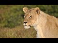 Shamwari Reserve South Africa Overview