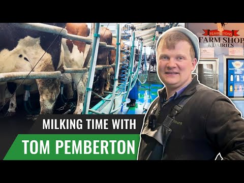 Milking Time with Tom Pemberton
