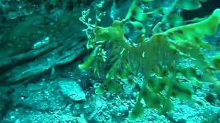 Dragons of the deep - Diving with the leafy sea dragon