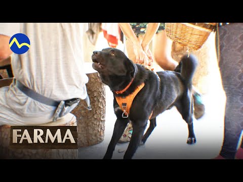 Hodnotenie všetkých zvierat na Farme 14 - FARMA