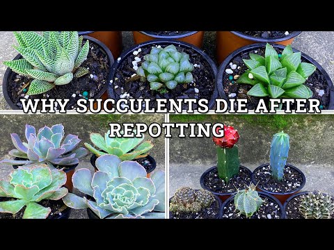Why Succulents Die After Repotting- 6 Main Reasons