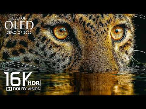 Amazing 16K HDR 120FPS 🌿Dolby Vision (16K Video)