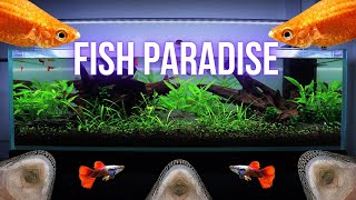 THIS is what PEACEFUL COMMUNITY AQUARIUM looks like | EP6 SHALLOW COMMUNITY AQUARIUM