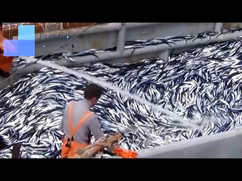 Amazing Net Fishing Under Ice Catch Hundreds Tons of Big Fish || The Most Big Net Fishing Tuna