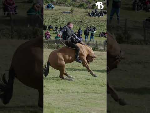 Jineteadas en El Palomo, Coyhaique, categoría Grupa surera #short #shorts