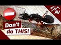 TOP 5 Mistakes In Ant Keeping How To Raise An Ant Colony