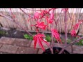 Acer Beni Maiko Spring Leaf Detail