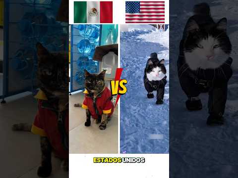 ¡Gatos en MÉXICO vs gatos en ESTADOS UNIDOS!