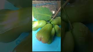 Download lagu The green giant type of water apple has the sweetest taste in Indonesia #waterapple #greengiant mp3 Download lagu The green giant type of water apple has the sweetest taste in Indonesia #waterapple #greengiant mp3