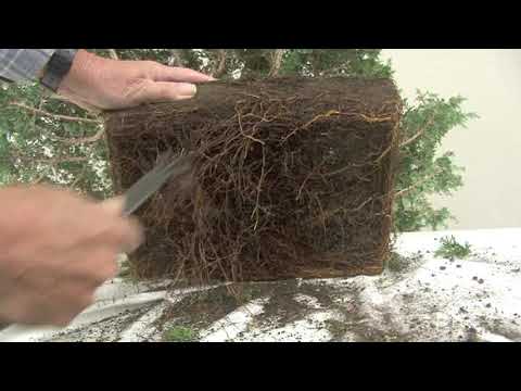 CANOPE STYLE HINOKI BONSAI