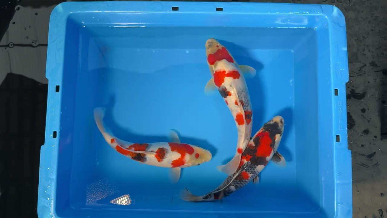 錦鯉/関口養鯉場　当歳D/仙助