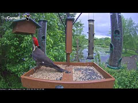 European Starling Feeds Juvenile Before Pileated Woodpecker Claims the Platform – June 5, 2018