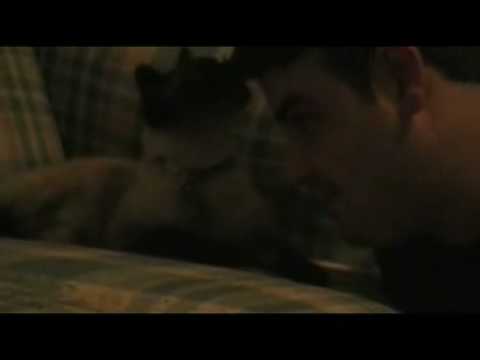 Sweet Siamese Kisses