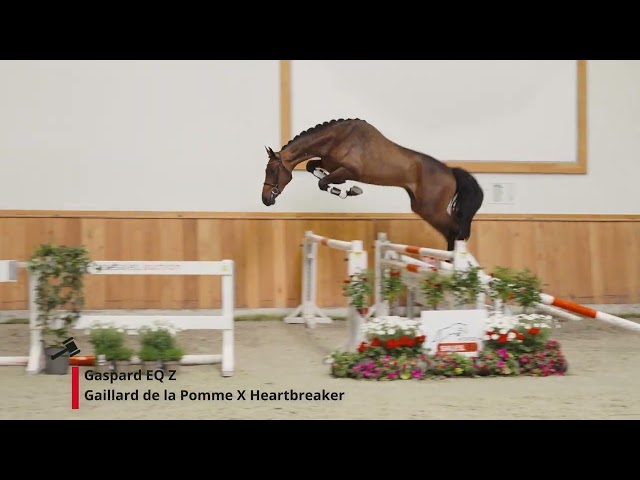 Gaspard EQ (Gaillard de la Pomme x Heartbreaker)