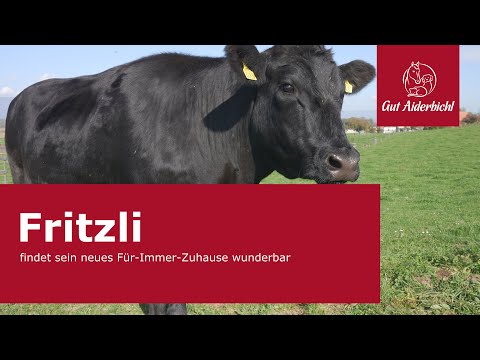 Fritzli findet sein neues Für-Immer-Zuhause wunderbar