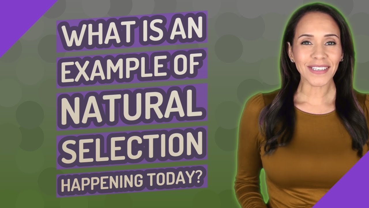 What is an example of natural selection happening today? Life Set Go