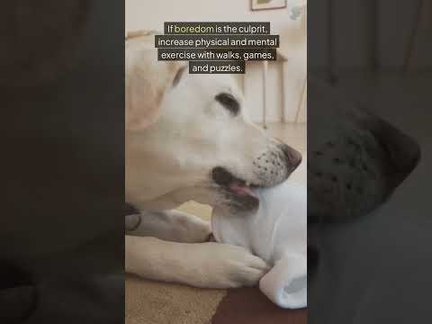 How To Stop Your Dog From Chewing Everything!