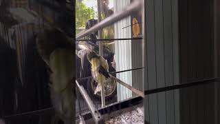 Download lagu Ciri ciri burung kenari sehat adalah gerak giras alias gesit | AGI canari ring IOA 25 🔥 #kenari mp3