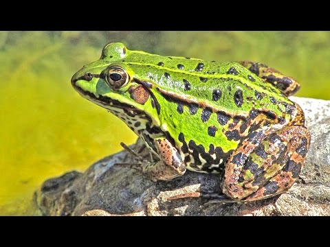 Der Wasserfrosch (Schulfilm-Vorschau)