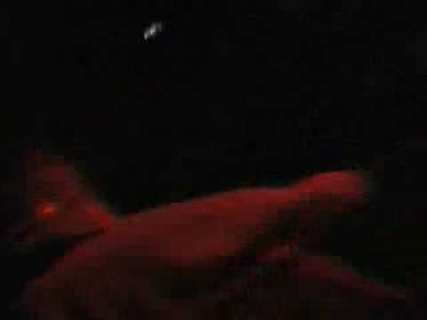 the order of the fly live- breathing liquid