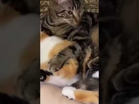 Chase Millie and Skye