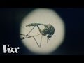 The Zika virus, explained
