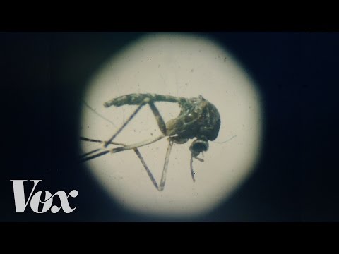寨卡病毒,解釋 (The Zika virus, explained)