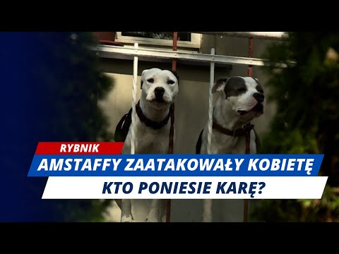 Niebezpieczne psy! Najpierw zaatakowały mniejszego psa, potem kobietę