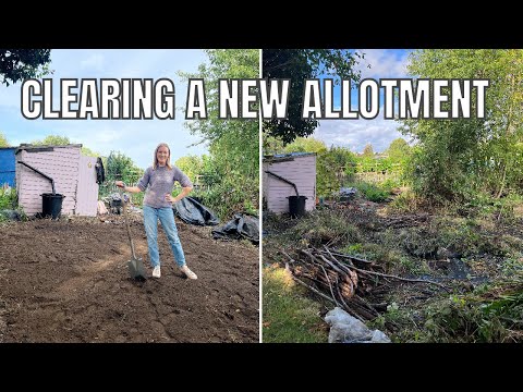 HOW TO CLEAR AN ALLOTMENT/ ALLOTMENT GARDENING FOR VERY BEGINNERS