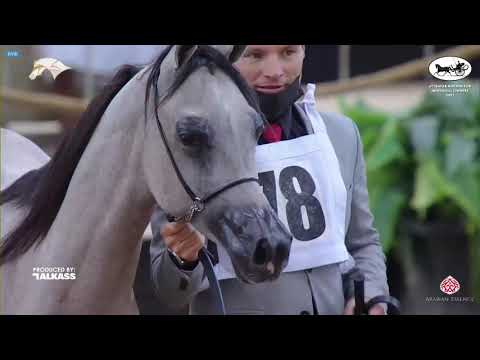 N 78 HAMAD AL SUMUD   6th Qatar Nat  Arabian Peninsula HS for individual Owners   Yearling Colts Cla