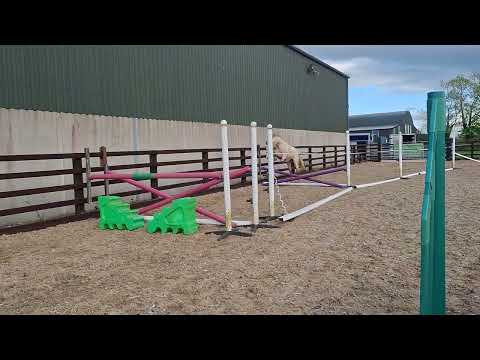 Connemara Stallion "Loughries Dare to be Different - Image 2