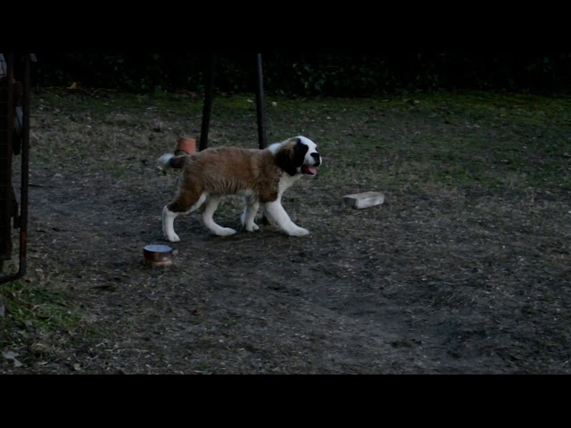 Saint Bernard puppy for sale