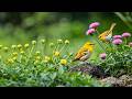 Beautiful Relaxing Music To Calm The Nervous System Healing Piano For Stress Relief