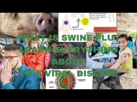 , title : 'what is swine flu?how does it infect humans or pigs?what are the symptoms of swine flu? prevebtions?'