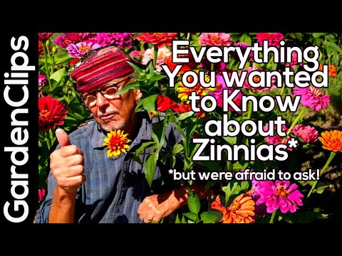 Zinnia Flowers - everything to know about Zinnias - how to plant Zinnias - powdery mildew and more!