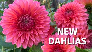 Potting Up Dahlia Tubers For The Best Flowers / Starting Dahlias Early // Cottoverdi