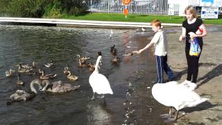 preview picture of video 'Feeding birds at oxford island'