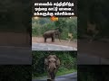 A Single Wild Elephant Roaming Forest Road Hosur Krishnagiri Sun News