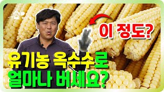 유기농 옥수수로 얼마나 버세요? ㅣ 괴산의 특산물 대학 찰옥수수 ㅣ 옥수수 밭 3,500평